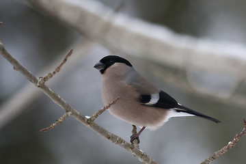 Image showing Female bullfinch