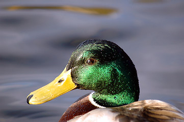 Image showing Mallard