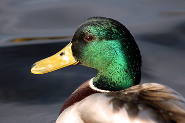 Image showing Mallard