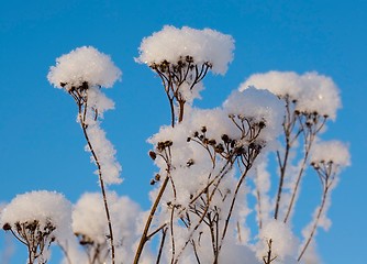 Image showing Branches in fluffy snow