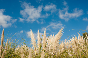 Image showing Pampas grass