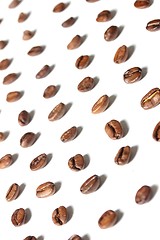 Image showing coffee beans in rows