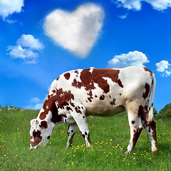 Image showing Brown cow