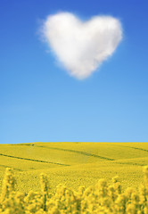 Image showing 	Oilseed and a heart shaped cloud