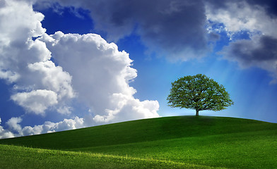 Image showing Lonely tree on green filed