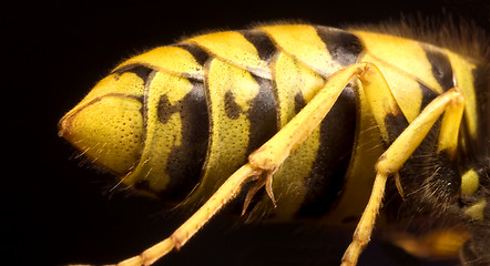 Image showing back of wasp in black background
