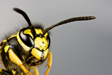 Image showing head of wasp in grey background