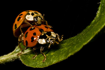Image showing two ladybugs