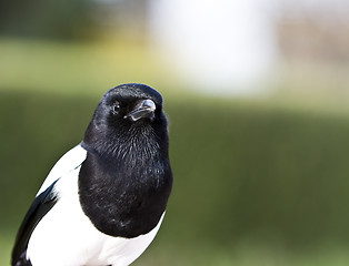 Image showing magpie outdoor