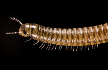 Image showing millipede on black background