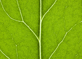 Image showing green leaf with structure in close up
