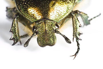 Image showing head of iridescent bug