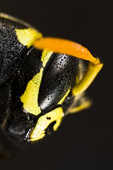 Image showing Head of wet wasp in extreme close up