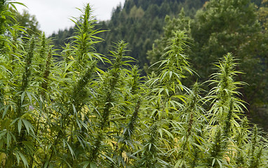 Image showing hemp field detail