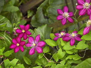 Image showing vibrant Clematis flowers