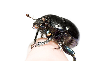 Image showing black beetle sitting on finger