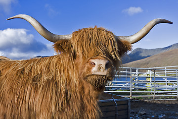 Image showing brown highland cattle with blue sky in background