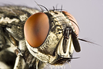 Image showing Head of horse fly with huge compound eye