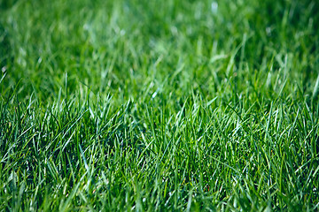 Image showing Green grass