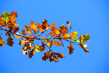 Image showing Colored leafs on tree on a blue sky background