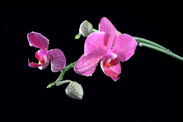 Image showing Orchid flower with bud at the branch