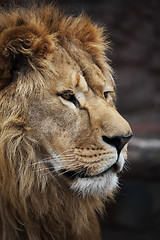 Image showing Lion's portrait