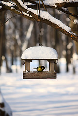 Image showing Titmouse near the feeder