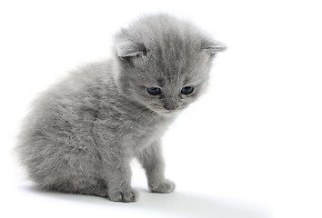 Image showing Little kitten looking