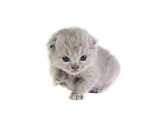 Image showing Little kitten