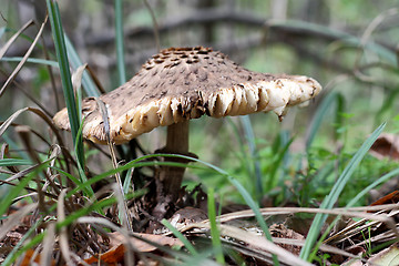 Image showing Big mushroom