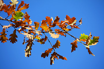 Image showing Colored leafs on tree on a blue sky background