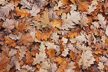 Image showing Oak's leafs