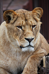 Image showing Lioness portrait