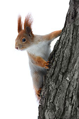 Image showing Squirrel on the tree
