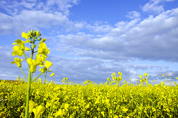 Image showing Yellow rape field and dense cloudy sky background 