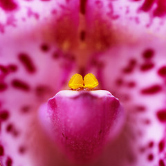 Image showing Purple orchid closeup