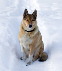 Image showing A dog in a snowdrift