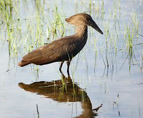 Image showing Hamerkop in Uganda