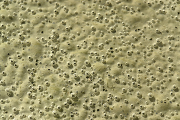 Image showing organic bubbles on the ground