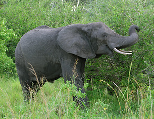 Image showing Elephant in Uganda