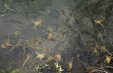 Image showing lots of common toads