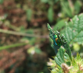 Image showing Chrysolina fastuosa in natural back