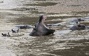 Image showing Hippos in Uganda