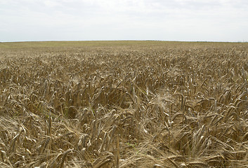 Image showing barley field