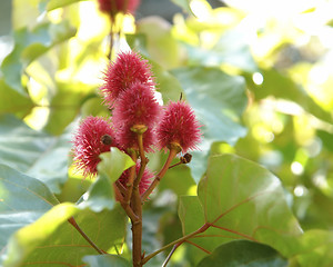 Image showing red Lipstick Tree blossoms in sunny ambiance