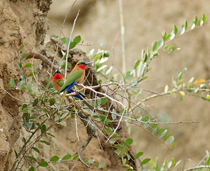 Image showing colorful Bee-eaters and  twigs