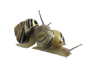 Image showing two Grove snails
