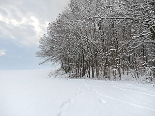 Image showing winter forest detail