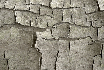 Image showing cracked bark detail