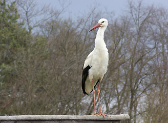 Image showing White Stork in natural back